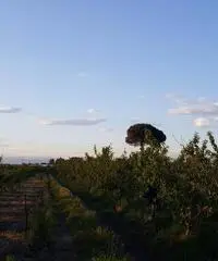 Terreno Agricolo in Vendita a Giugliano in Campania di 1 mq