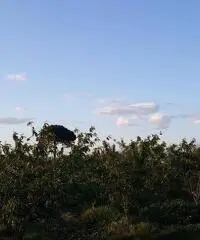 Terreno Agricolo in Vendita a Giugliano in Campania di 1 mq