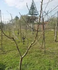 Vendita Agricolo in ponte riccio