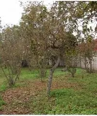 Vendita Agricolo in Via Ceraso