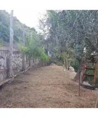 Vendita Agricolo in Via Alberi