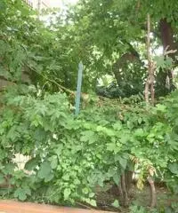 appartamento in villa giardino -box auto COD. 129