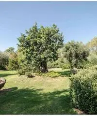 V000984 - Villa a Pula