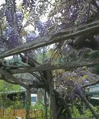 Roulotte detlheff mt4.75 piu preingresso