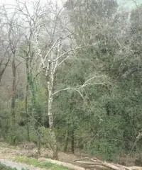 Casa indipendente a Lamporecchio in provincia di Pistoia Casa indipendente a Lamporecchio in provincia di Pistoia