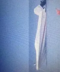 Tullio Abbate Sea Star