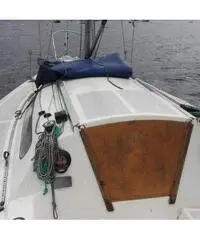 Stag 29