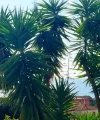 Appartamenti degli Aranci