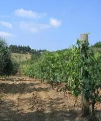 Terreno agricolo in vendita a Suvereto 10000 mq