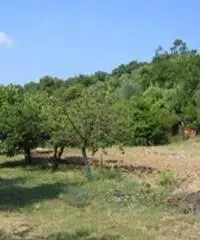 Terreno agricolo in vendita a Suvereto 10000 mq