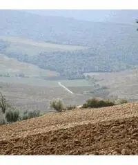 Colonica/casale in vendita a Volterra 180000 mq Colonica/casale in vendita a Volterra 180000 mq