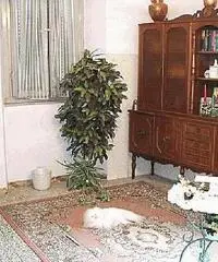 Rustico/Corte in vendita a PONTASSERCHIO - San Giuliano Terme 550 mq