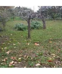 Terratetto in vendita a MARCIANA - Cascina 120 mq