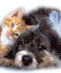 Aiuto compiti, babysitter, lezioni Aiuto compiti, babysitter, lezioni