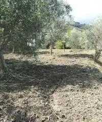 Messina: Terreno Agricolo Messina: Terreno Agricolo