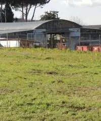 Colle Di Fuori: Vendita Capannone in Via San Cesareo Colle Di Fuori: Vendita Capannone in Via San Cesareo