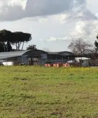 Colle Di Fuori: Vendita Capannone in Via San Cesareo Colle Di Fuori: Vendita Capannone in Via San Cesareo