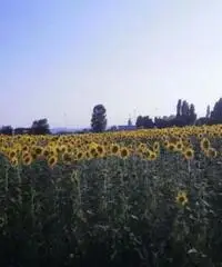 Villa a Rimini Villa a Rimini