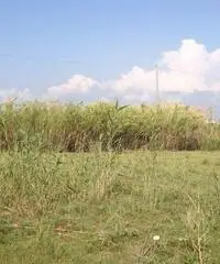 GIOIA TAURO VENDE: Terreno agricolo zona lungomare sud