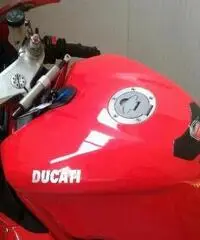 DUCATI 1098 www.actionbike.it - export price