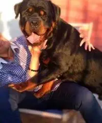 Rottweiler cuccioli