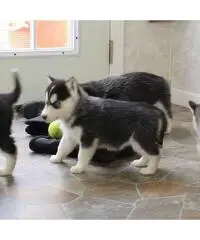 Akita Puppies For Sale Akita Puppies For Sale