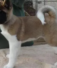 Akita Puppies For Sale Akita Puppies For Sale
