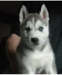 Cuccioli di Akita in vendita