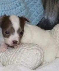 Chihuahua cuccioli per la vendita