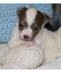 Chihuahua cuccioli per la vendita