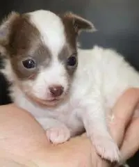 Chihuahua cuccioli per la vendita