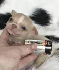 Chihuahua cuccioli per la vendita