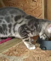 Gattino bengalese