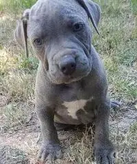 American Staffordshire Terrier Blue con occhi azzurri
