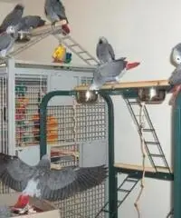 Pappagalli parlanti da riproduzione Pappagalli parlanti da riproduzione