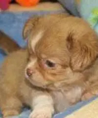 cuccioli di chihuahua per Natale felice