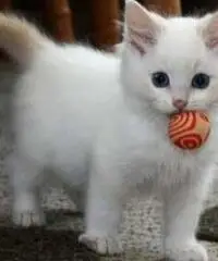 Cerco lavoro come pet sitter Cerco lavoro come pet sitter