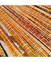 In vendita canne di bambù bambu con diametri da 1 a 10 cm. lunghezza da definire In vendita canne di bambù bambu con diametri da 1 a 10 cm. lunghezza da definire