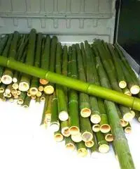 In vendita canne di bambù bambu con diametri da 1 a 10 cm. lunghezza da definire In vendita canne di bambù bambu con diametri da 1 a 10 cm. lunghezza da definire