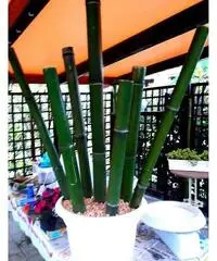 In vendita canne di bambù bambu con diametri da 1 a 10 cm. lunghezza da definire In vendita canne di bambù bambu con diametri da 1 a 10 cm. lunghezza da definire