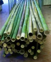 In vendita canne di bambù bambu con diametri da 1 a 10 cm. lunghezza da definire