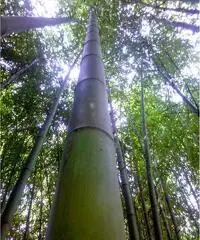 In vendita canne di bambù bambu con diametri da 1 a 10 cm. lunghezza da definire In vendita canne di bambù bambu con diametri da 1 a 10 cm. lunghezza da definire