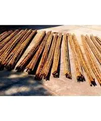 In vendita canne di bambù bambu con diametri da 1 a 10 cm. lunghezza da definire In vendita canne di bambù bambu con diametri da 1 a 10 cm. lunghezza da definire