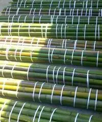 In vendita canne di bambù bambu con diametri da 1 a 10 cm. lunghezza da definire In vendita canne di bambù bambu con diametri da 1 a 10 cm. lunghezza da definire