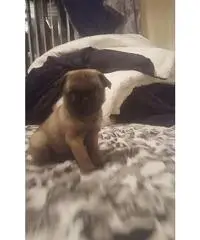 Chihuahua x Min. Barboncino in vendita