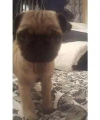 Chihuahua x Min. Barboncino in vendita