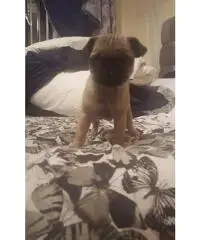 Chihuahua x Min. Barboncino in vendita