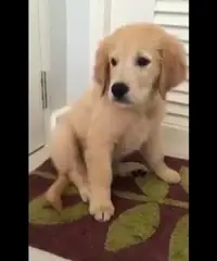 Altri 5 cuccioli di golden retriever registrati per la vendita