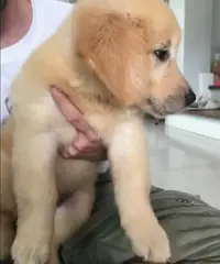 Altri 5 cuccioli di golden retriever registrati per la vendita