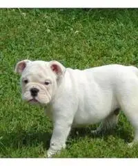 12 weeks old male and female full bread English Bulldog puppies ready to go homes now 12 weeks old male and female full bread English Bulldog puppies ready to go homes now